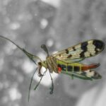 Deutsche Skorpionsfliege – Panorpa germanica