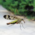 Deutsche Skorpionsfliege – Panorpa germanica
