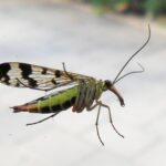 Deutsche Skorpionsfliege – Panorpa germanica