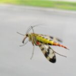 Deutsche Skorpionsfliege – Panorpa germanica – bei etwa 50 km/h