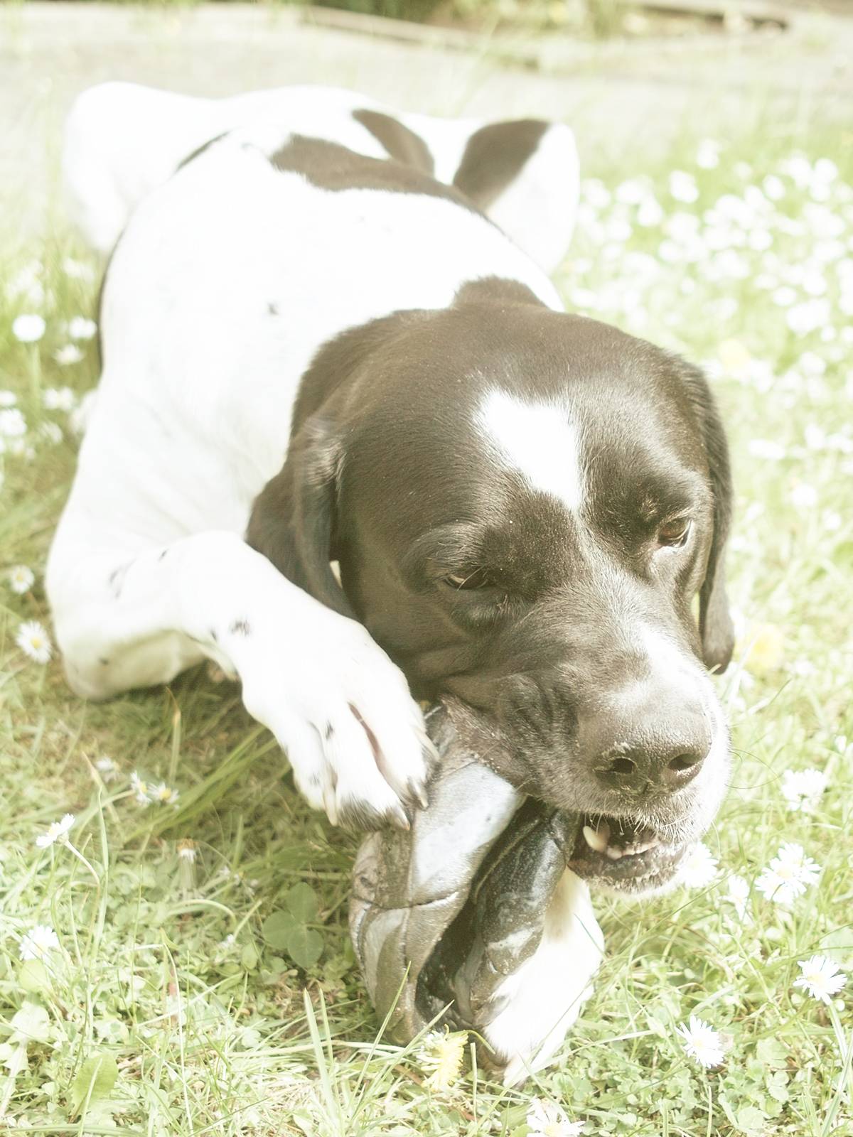Hund