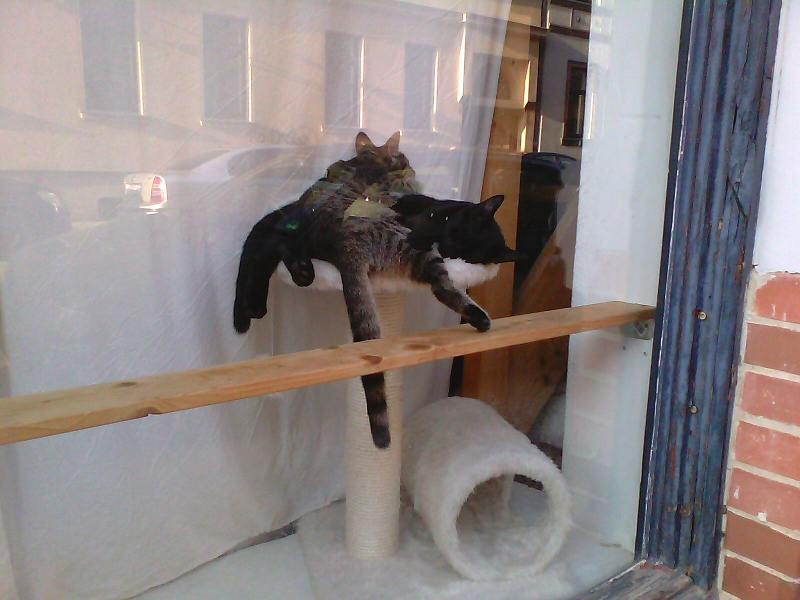 Katzenschaufenster