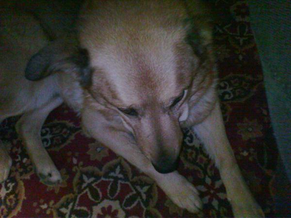 Redaktionshund Manfred