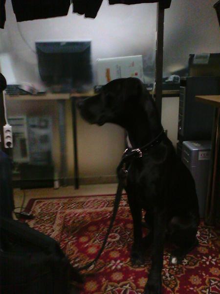 Redaktionshund Stella