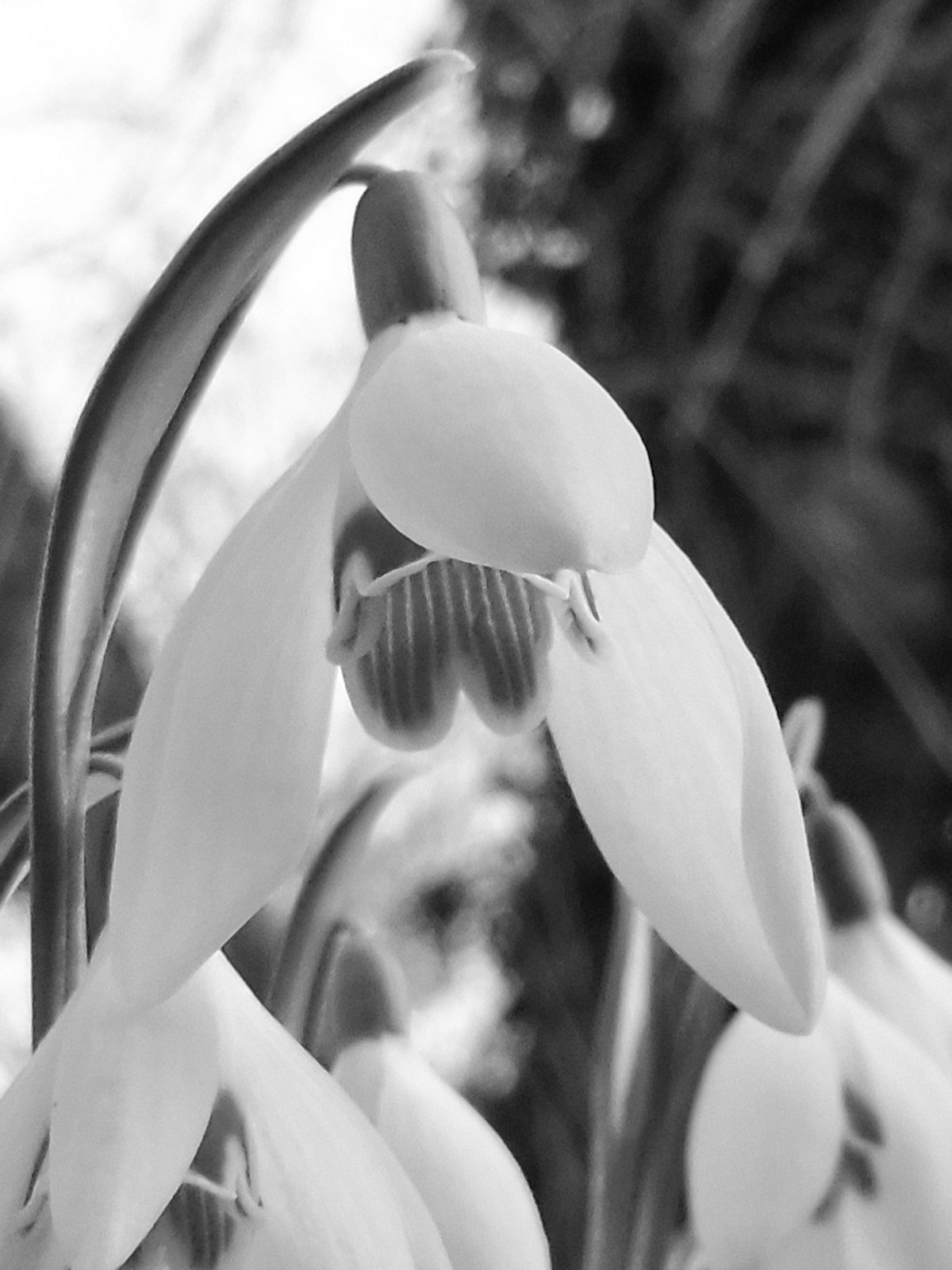 Schneeglöckchen, Makroaufnahme einer Blüte von schräg unten, in ein Schwarz-Weiß-Bild umgewandelt.